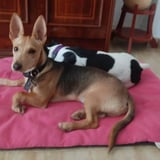 Aitor, perro en adopción en Córdoba - foto 2