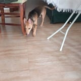 Aitor, perro en adopción en Córdoba - foto 3