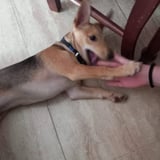 Aitor, perro en adopción en Córdoba - foto 4