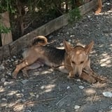 Aitor, perro en adopción en Córdoba - foto 1