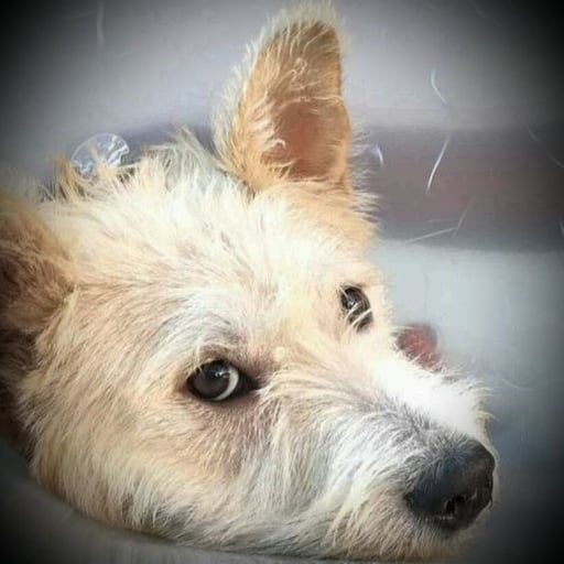 Odin, en adopción