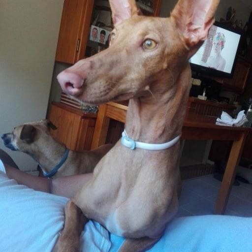 Bella, en adopción