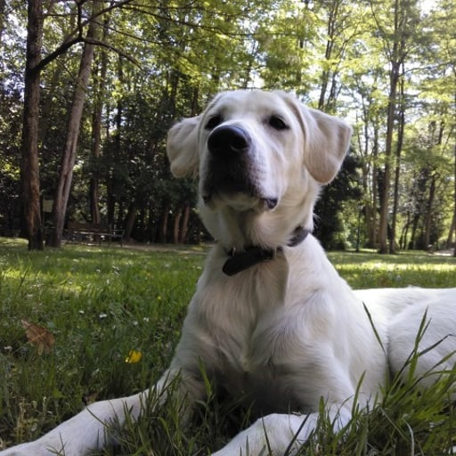 Pepe, en adopción