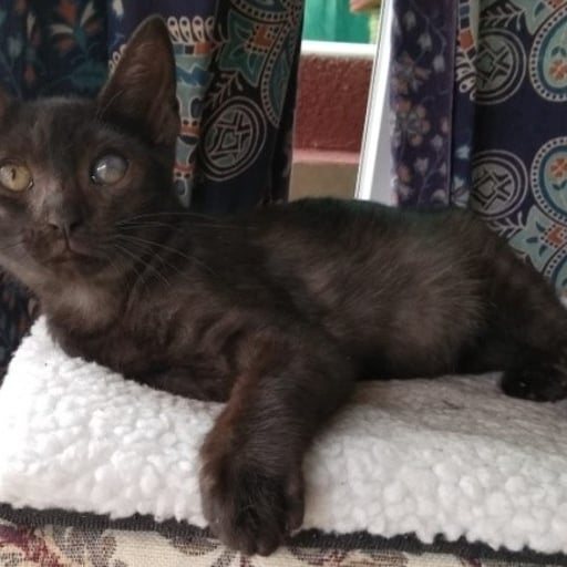 Precioso gatito pi, en adopción