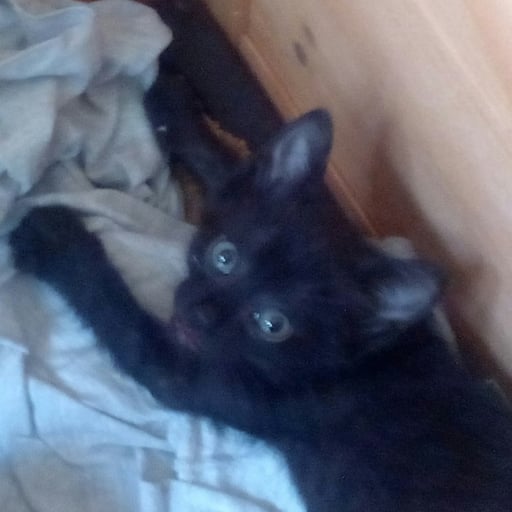 Gatita, en adopción