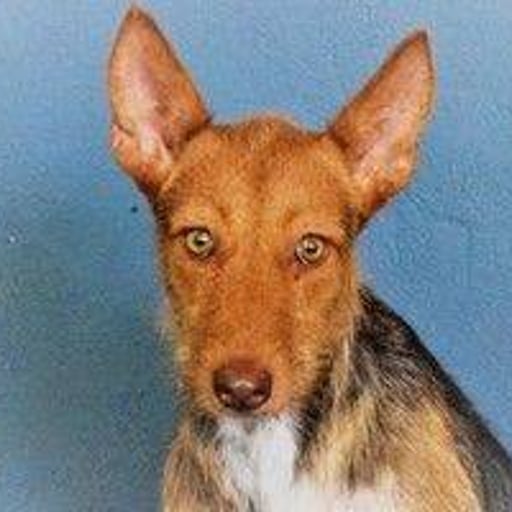 Pax, en adopción