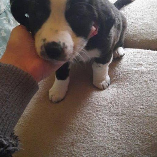 Perrita de menos de 2 meses, en adopción