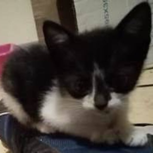 Manchitas, en adopción