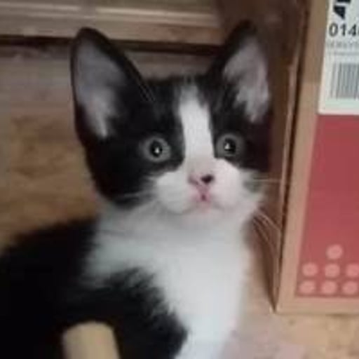 Vaquita, en adopción