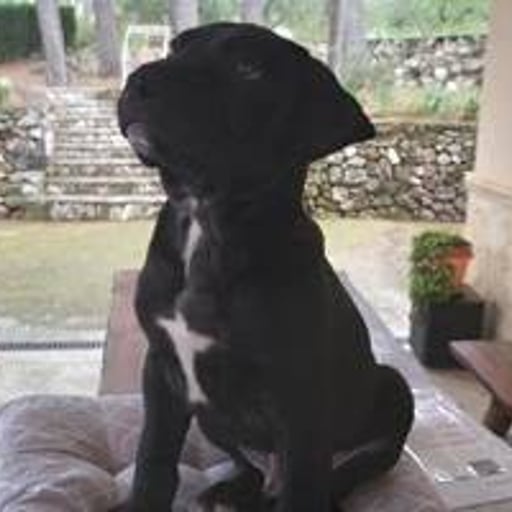 Vittorio, en adopción