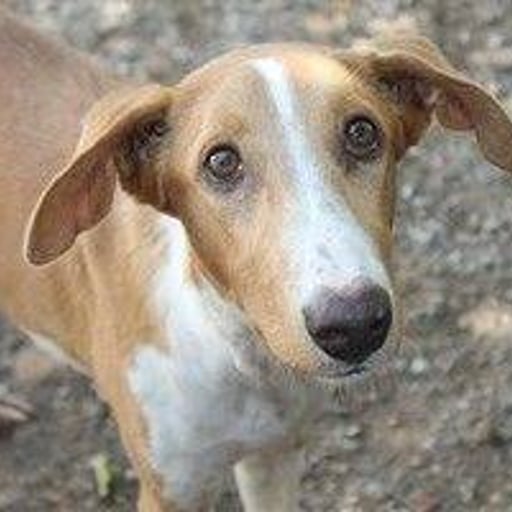Martín, en adopción