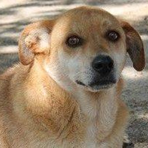 Xusco, en adopción