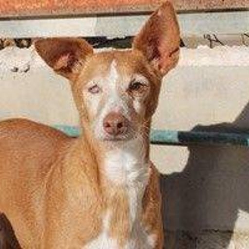 Etna, en adopción