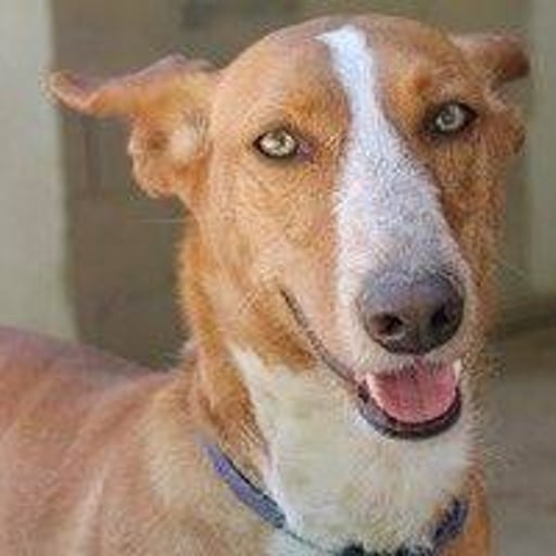 Apunt, en adopción