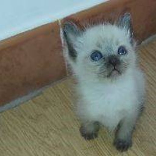Gatito 1, en adopción