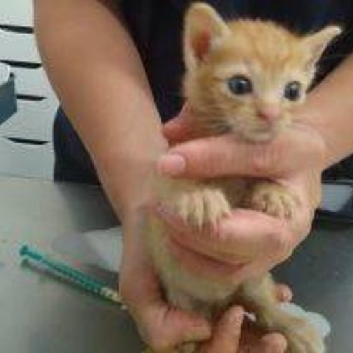 Gatito 2, en adopción