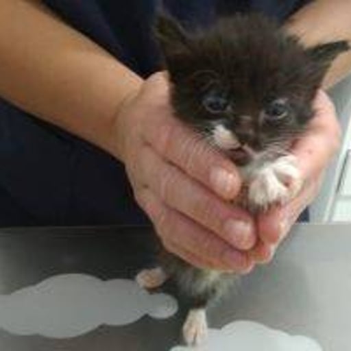 Gatito 3, en adopción
