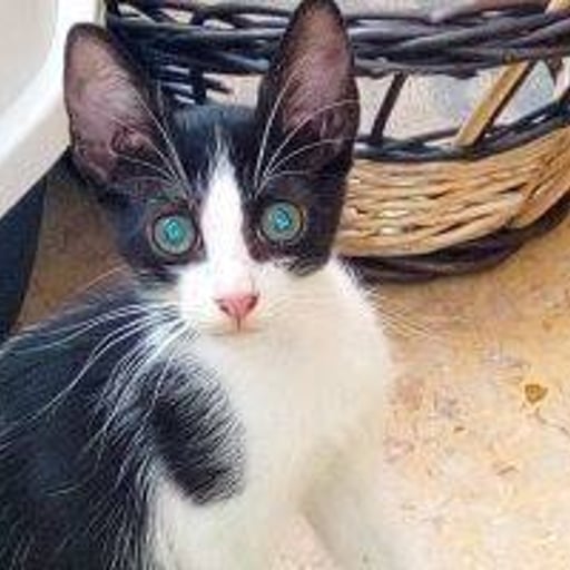 Gatito beniganim 5, en adopción