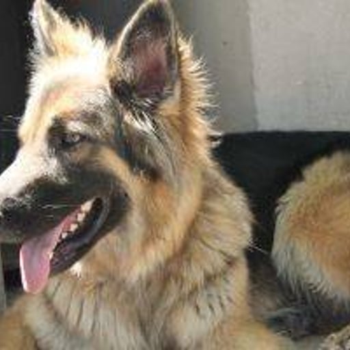 Askan, en adopción