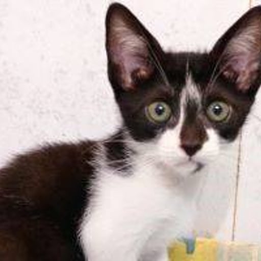Manchitas, en adopción