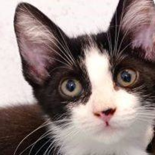 Vaquita, en adopción