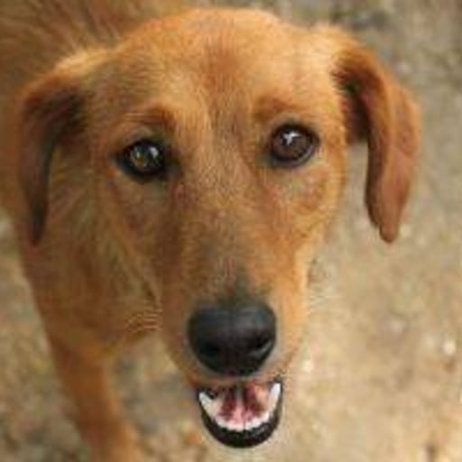 Luna, en adopción