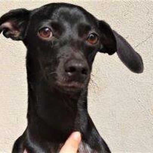 Bella, en adopción