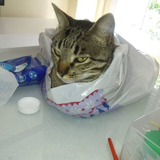 Nico, en adopción
