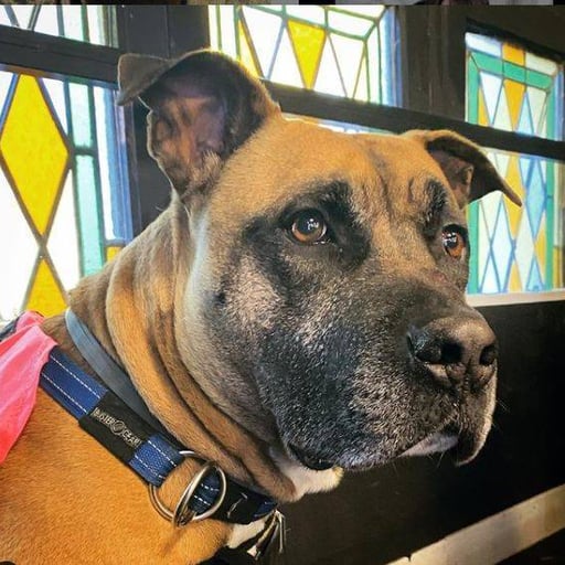 Ragnar, en adopción