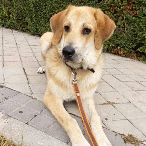 Tuca, en adopción