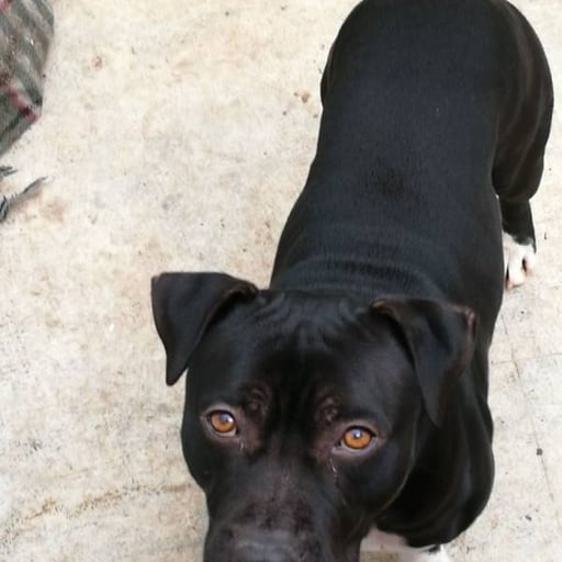 Golfo, en adopción
