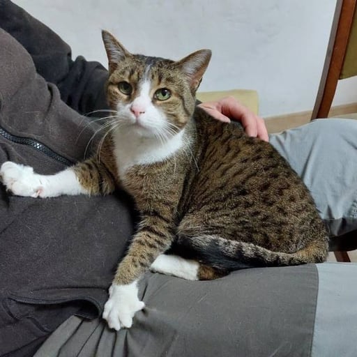 Menta, en adopción