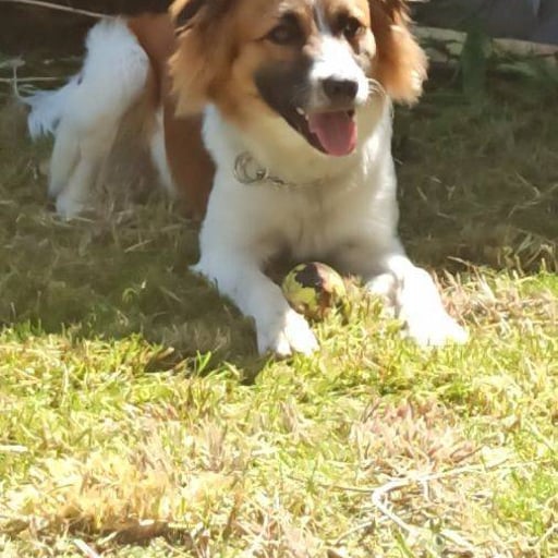 Eki, en adopción