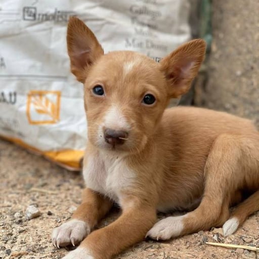 Ori, en adopción