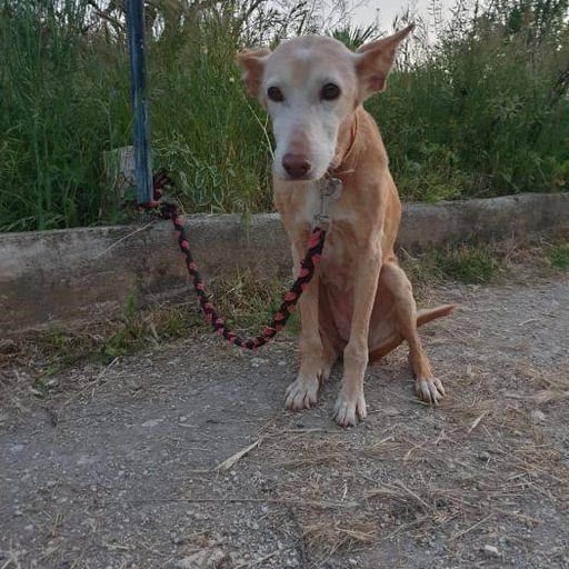 Ruby, en adopción
