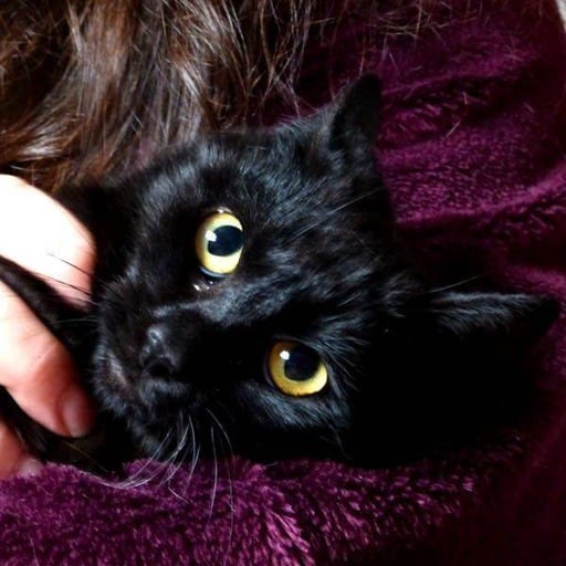 Luz, en adopción
