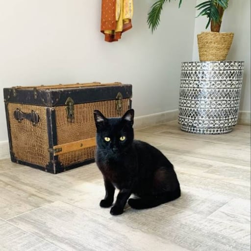 Rigodon, en adopción