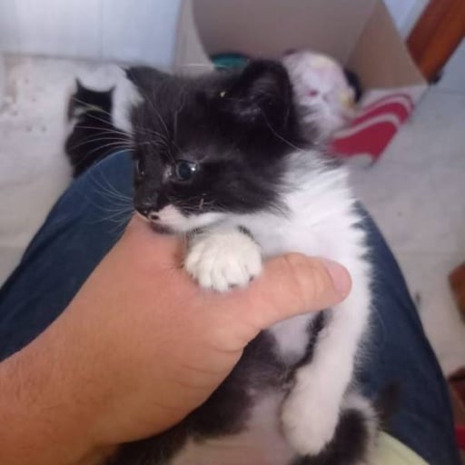 Bigotes, en adopción
