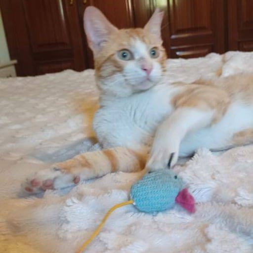 Vainilla, en adopción