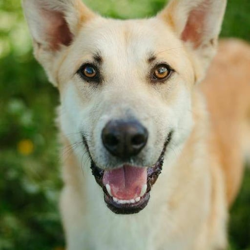 Comotú, en adopción