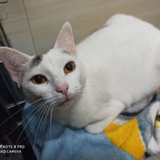 Nayra, en adopción