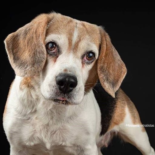 Romy, en adopción
