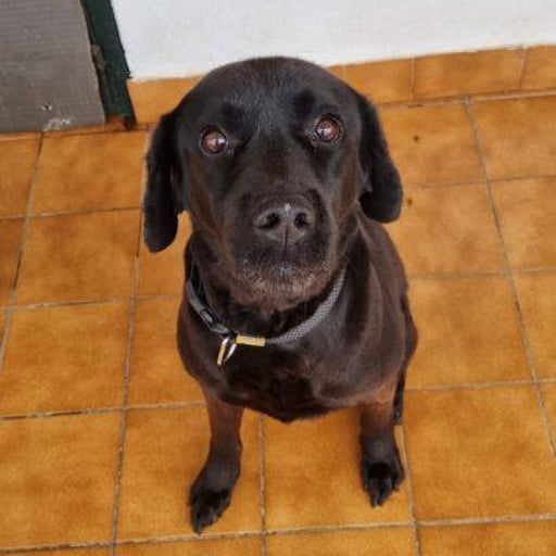 Danko, en adopción