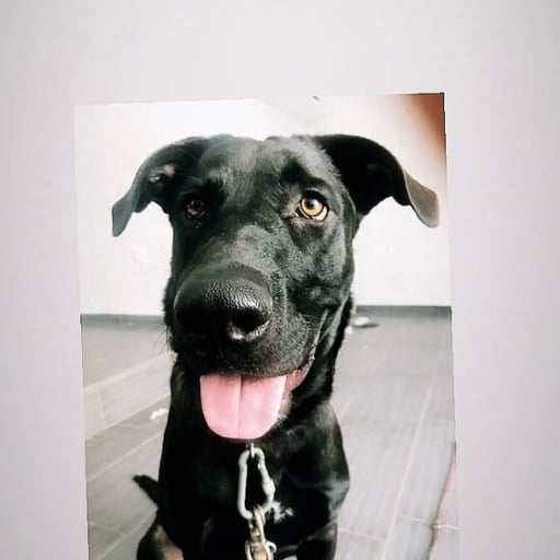 Scooby, en adopción