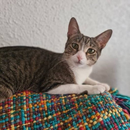 Linda, en adopción