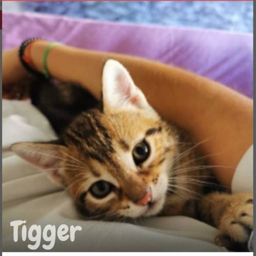 Tigger, en adopción