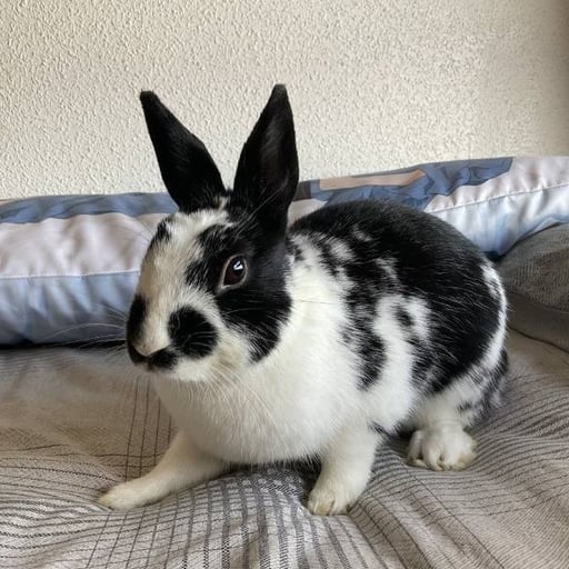 Mei, en adopción
