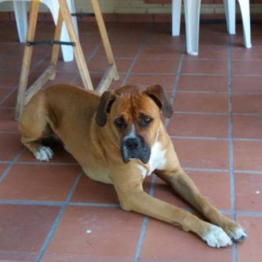 Pinki, en adopción