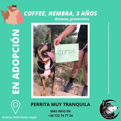Coffee, en adopción