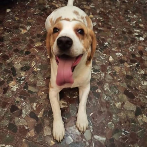 Dumbo, en adopción